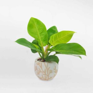 1 cay trau ba de vuong vang chau su 1