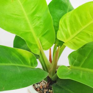 1 cay trau ba de vuong vang chau su 2