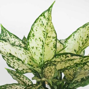 10 cay ngoc ngan nho de ban chau su 2