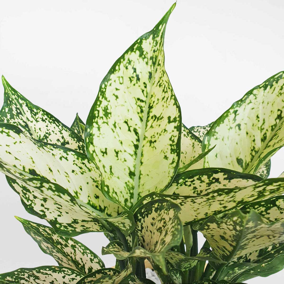 10 cay ngoc ngan nho de ban chau su 2