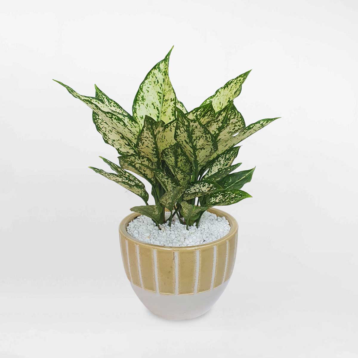 10 cay ngoc ngan nho de ban chau su