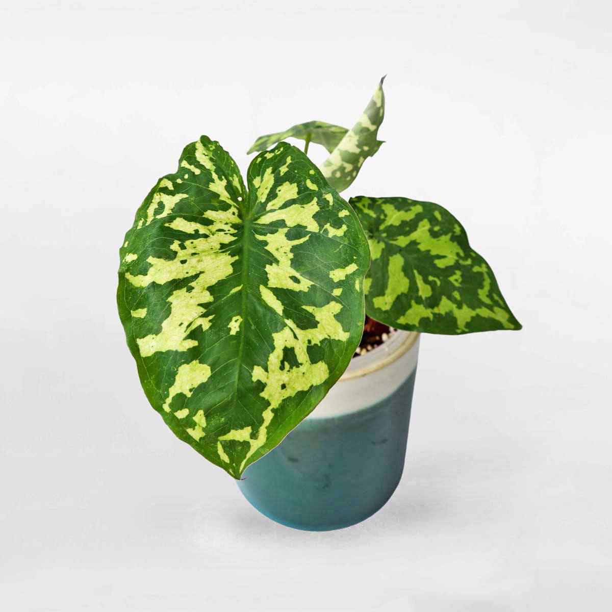 104 cay mon la quan doi