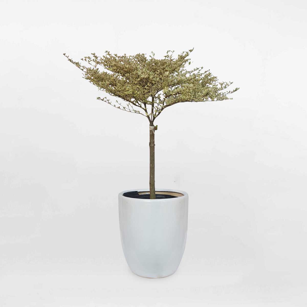 11 cay bang dai loan cam thach chau su trang 1