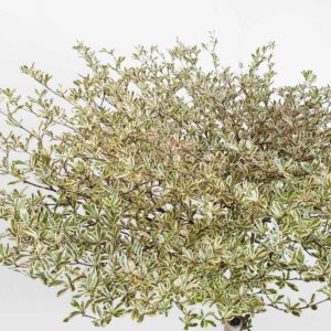 11 cay bang dai loan cam thach chau su trang 3