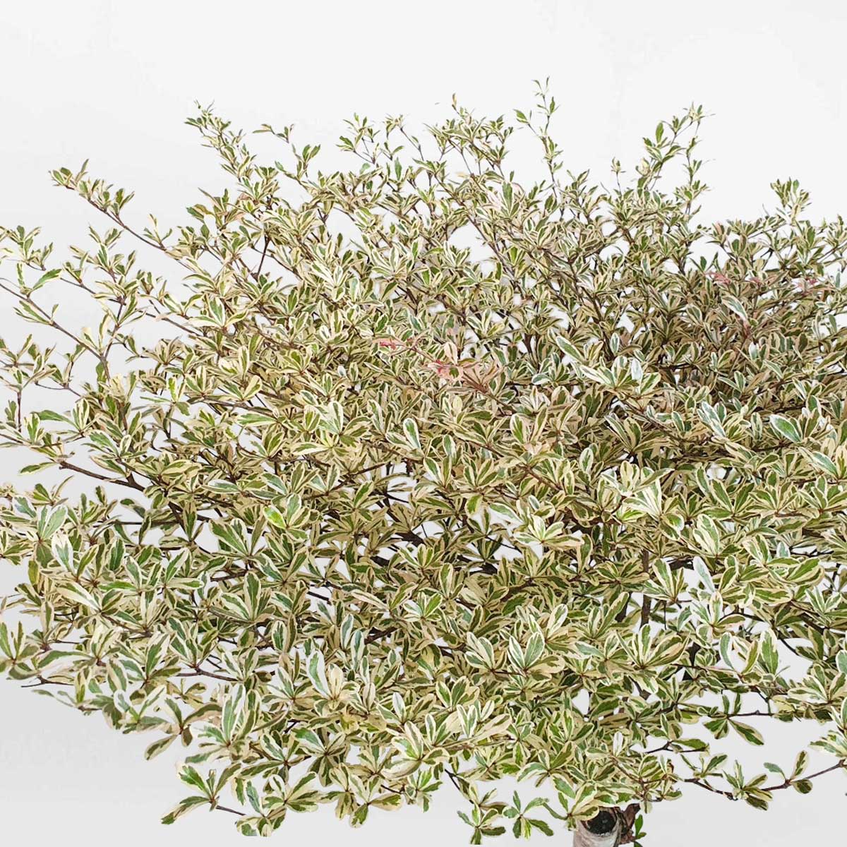 11 cay bang dai loan cam thach chau su trang 3