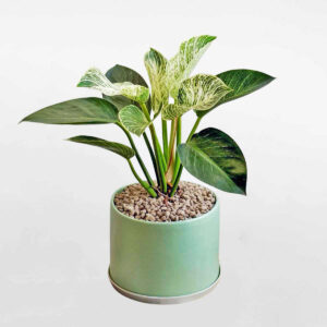 116 cay trau ba de vuong