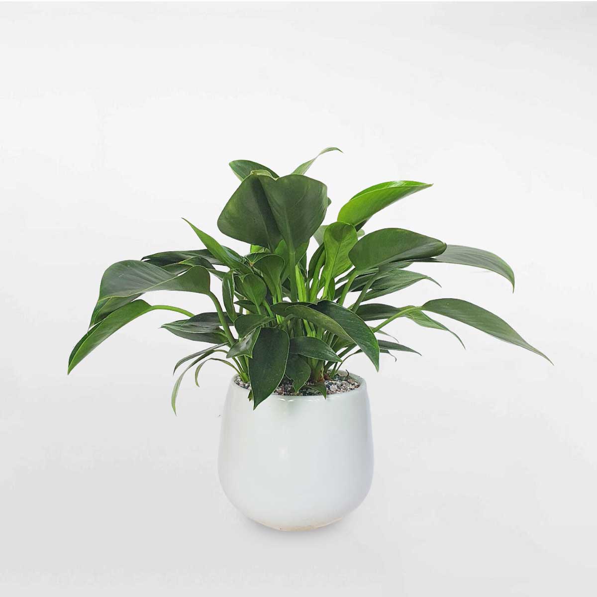 12 cay trau ba de vuong xanh de ban chau su trang 1