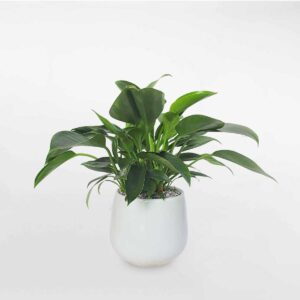 12 cay trau ba de vuong xanh de ban chau su trang 1