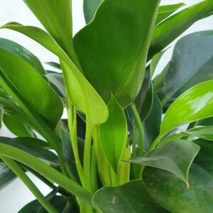 12 cay trau ba de vuong xanh de ban chau su trang 2