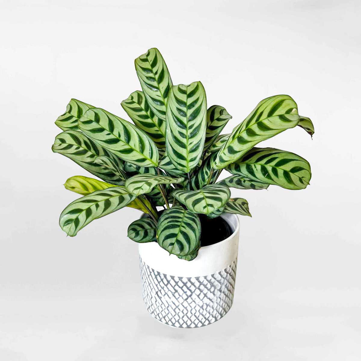 148 cay duoi cong xuong ca de ban