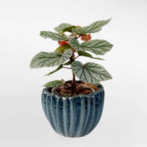 164 Begonia Ice Storm – Da sua