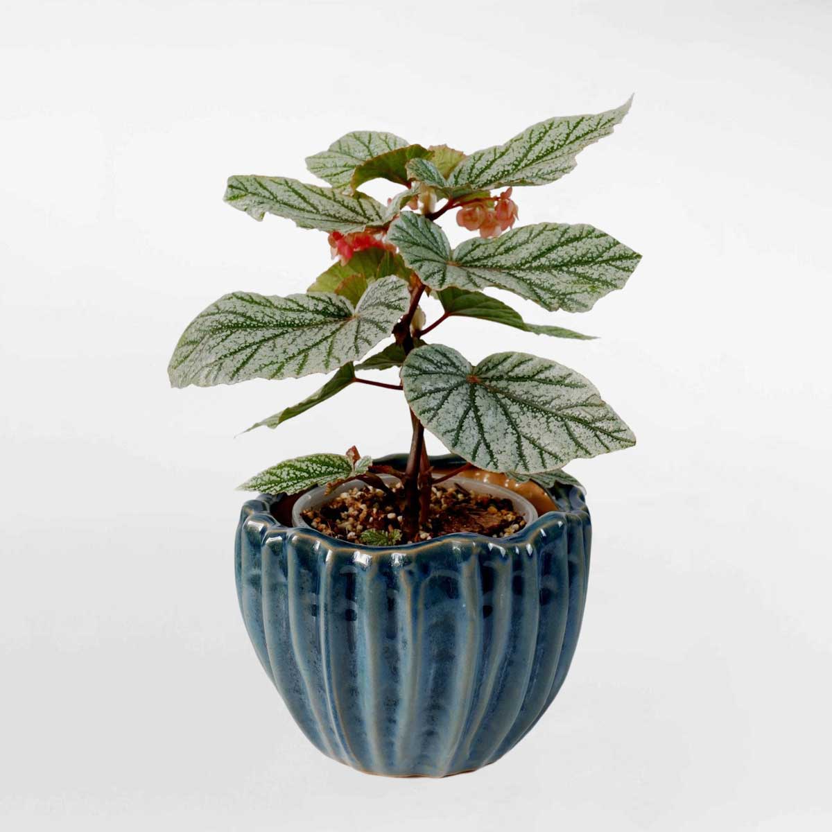 164 Begonia Ice Storm – Da sua