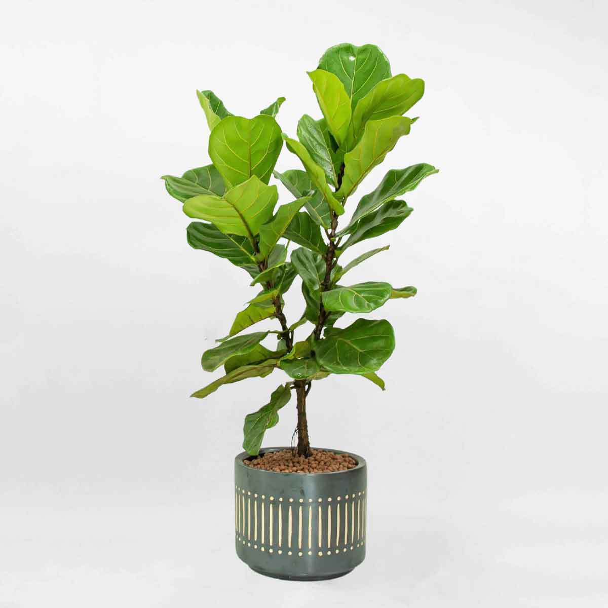 182371706 4021560667938842 4952445190397679534 n transformed – Da sua