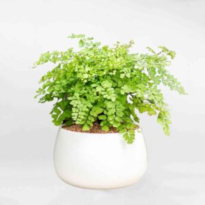 182765171 4040387049389537 995992012131540443 n transformed – Da sua