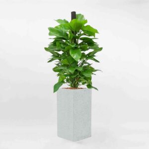 193611901 4145327615562146 8044922904673839826 n transformed – Da sua