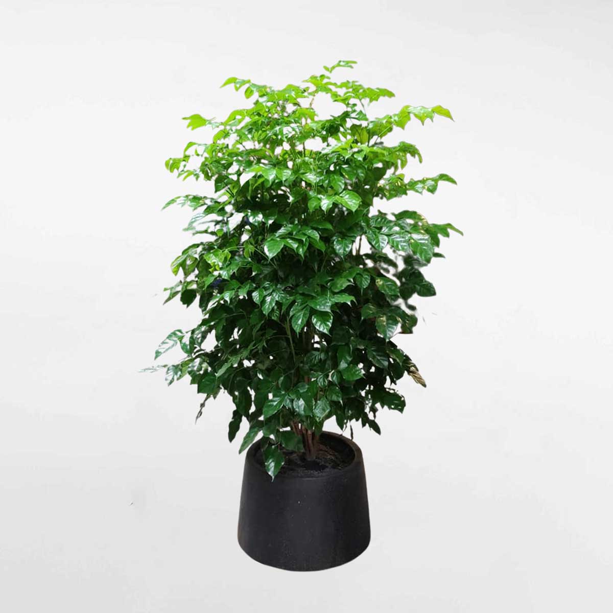 2 cay hanh phuc chau da mai thap