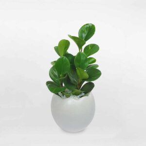 2 cay truong sinh de ban chau su 1