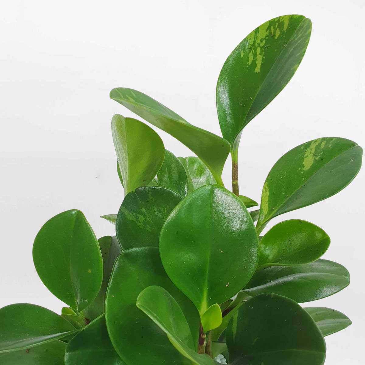 2 cay truong sinh de ban chau su 2