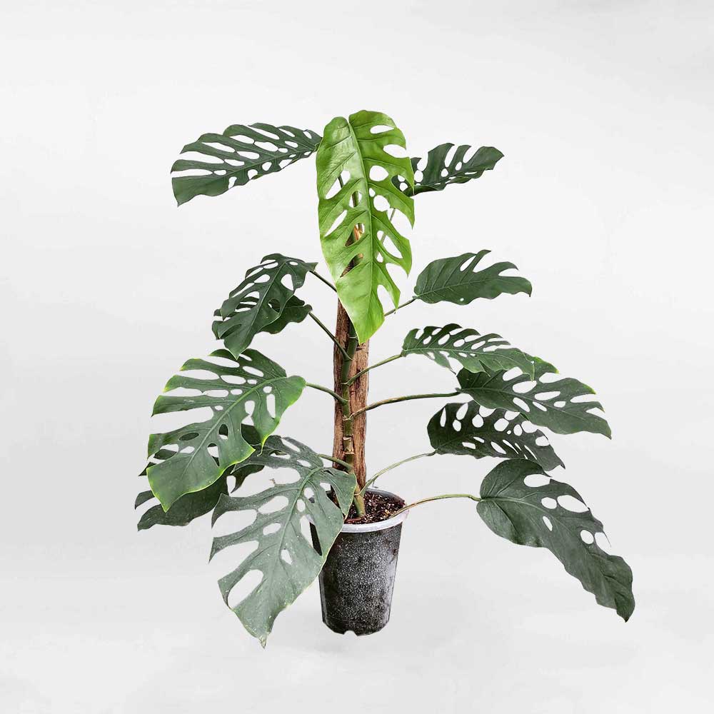 257895525 1004690927054248 1147889053229536879 2