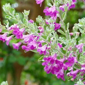 28273249659 50229a9097 h