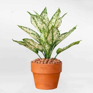 290371535 356525686621578 9004771858530503576 n transformed – Da sua