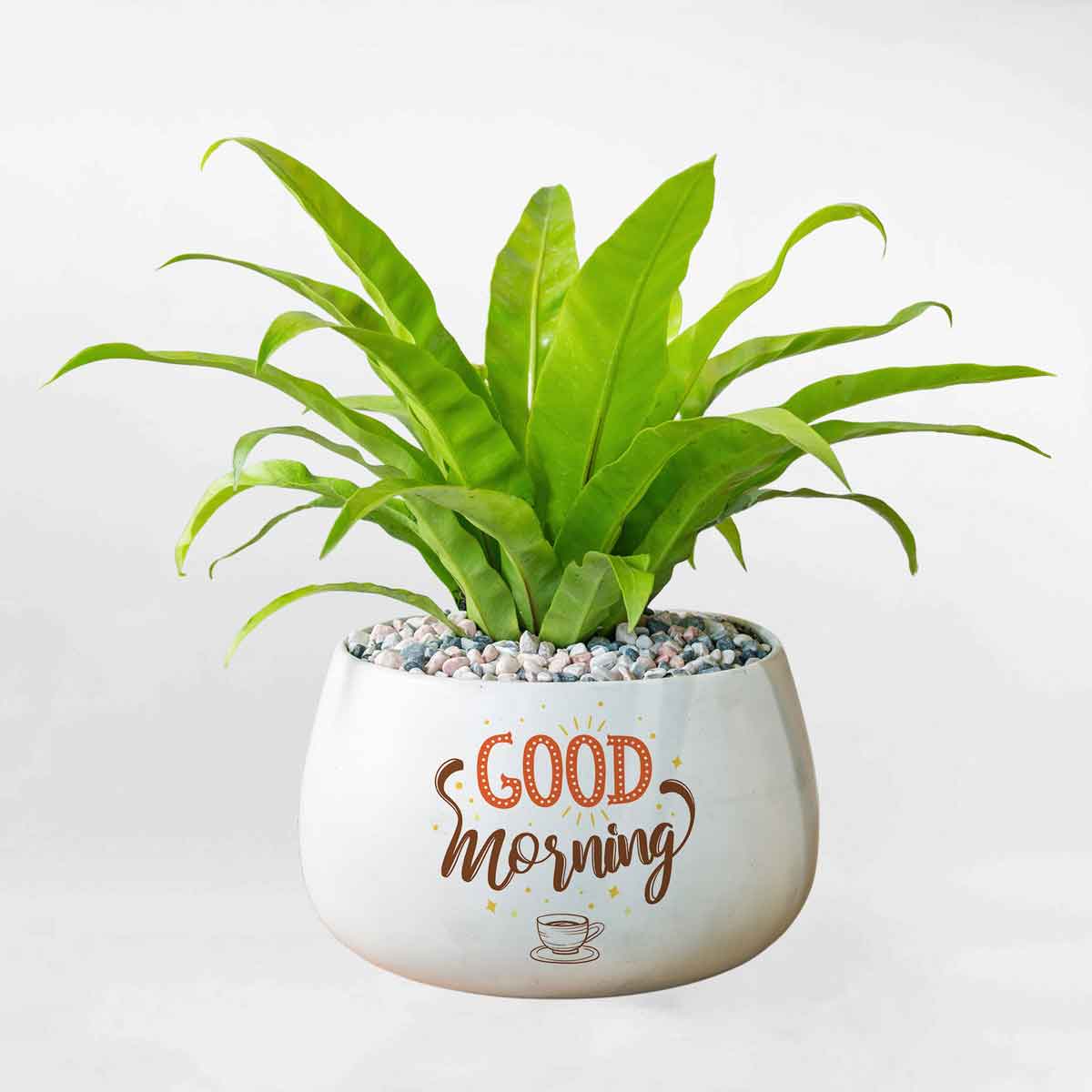 295490533 373936748213805 4390542053963368968 n – Da sua