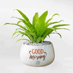 295490533 373936748213805 4390542053963368968 n – Da sua