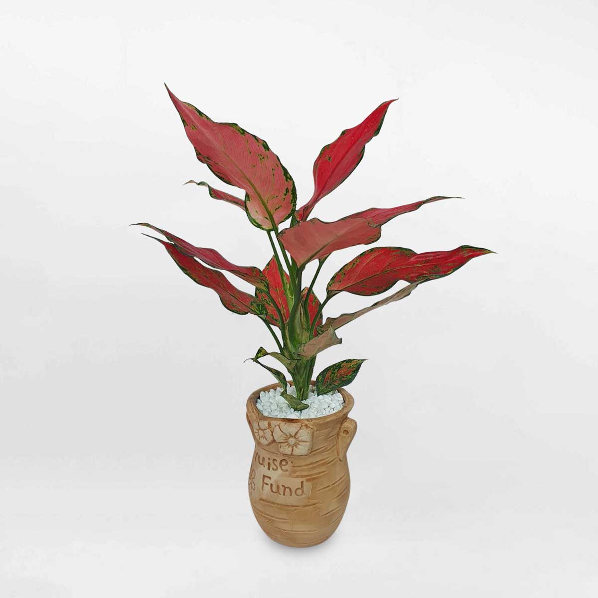 3 cay van loc son chau gom 1