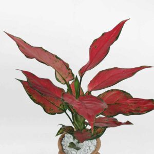 3 cay van loc son chau gom 2