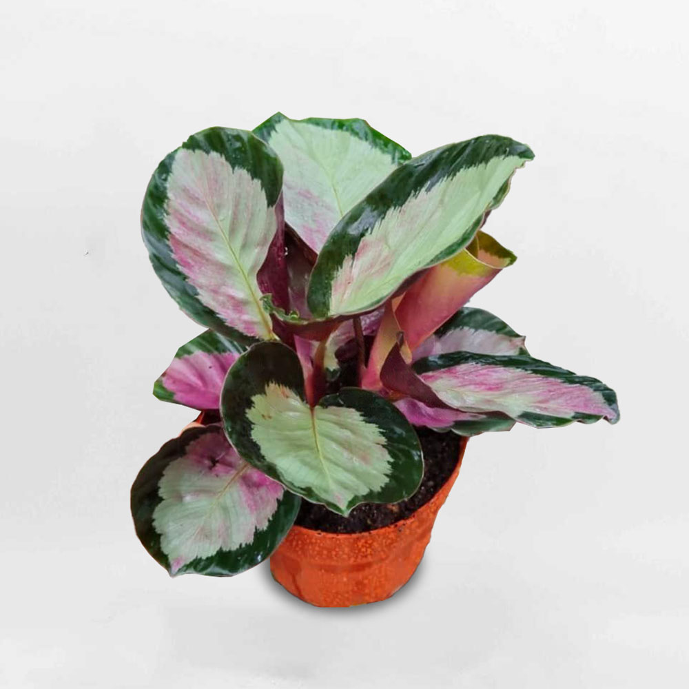 302013102 5537108866345816 4032044804126532972 n transformed