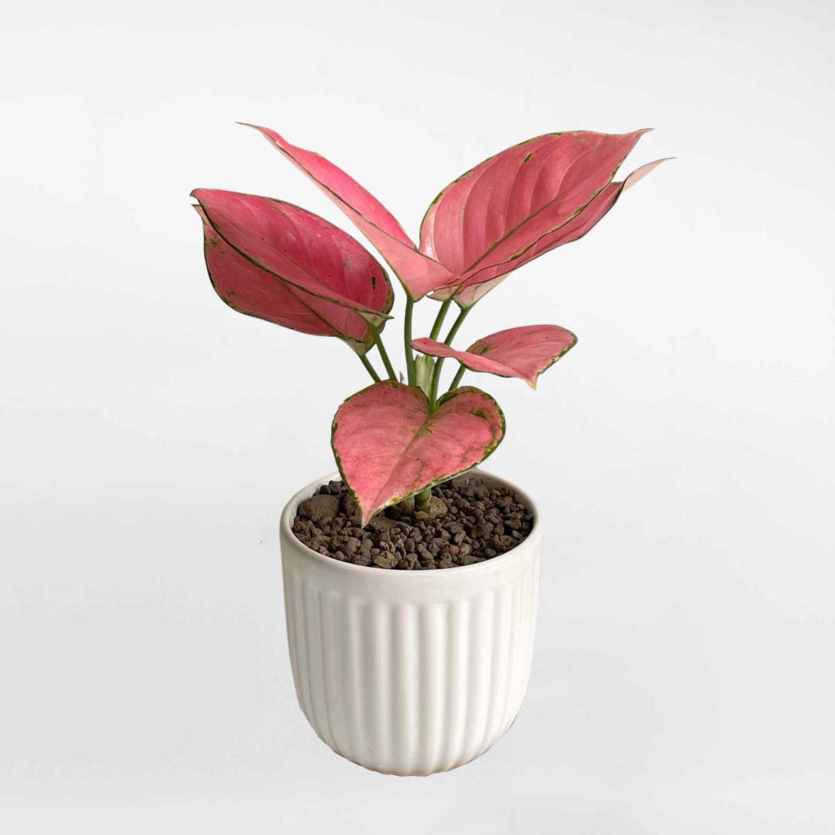 39 cay van loc phat de ban