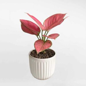 39 cay van loc phat de ban