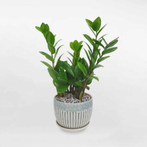 4 cay kim tien mini de ban chau su 1