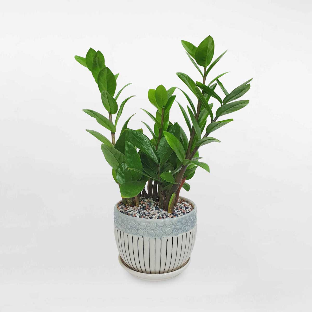 4 cay kim tien mini de ban chau su 1