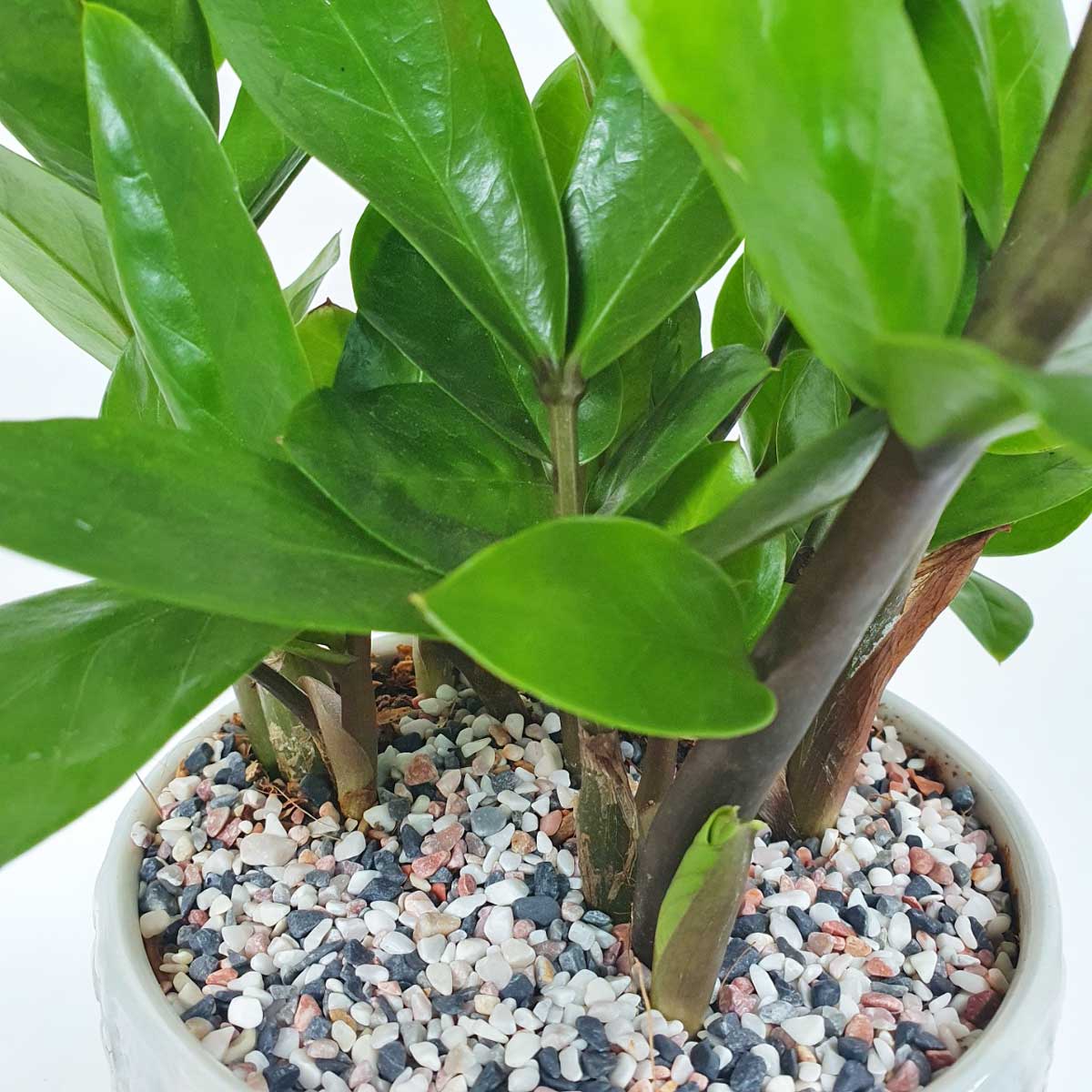 4 cay kim tien mini de ban chau su 2