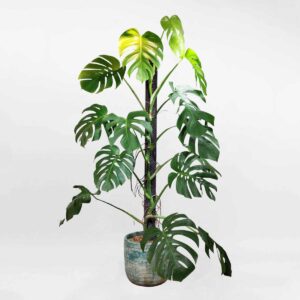 43 cay monstera borsi leo cot