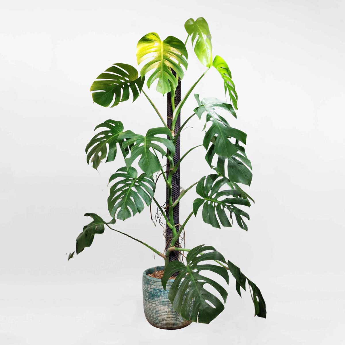 43 cay monstera borsi leo cot