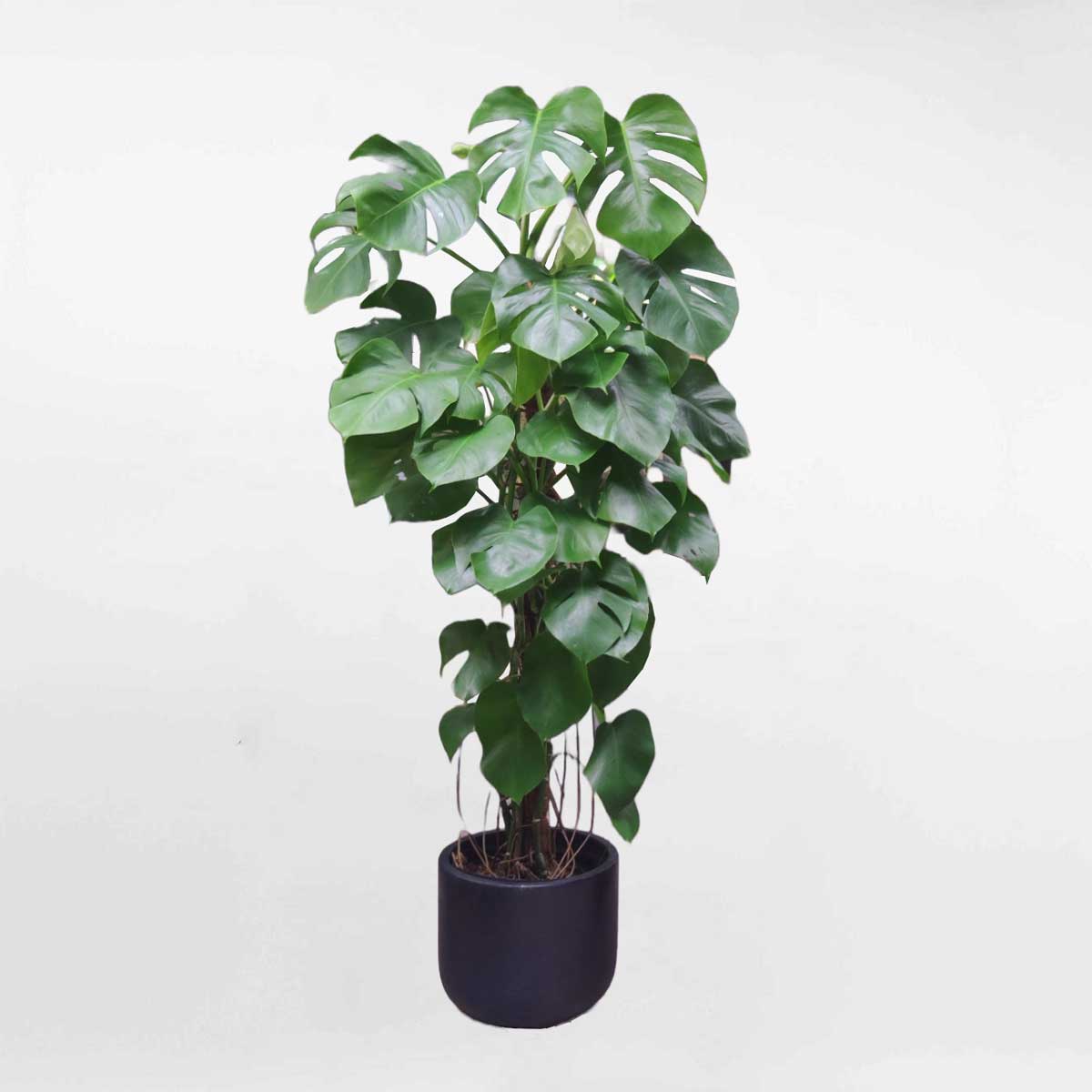 48 cay monstera borsi 5000k