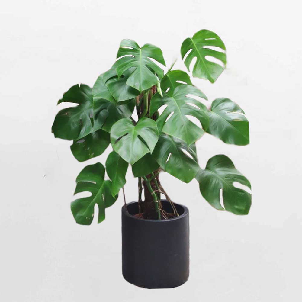 48 cay monstera borsi leo cot 3000k