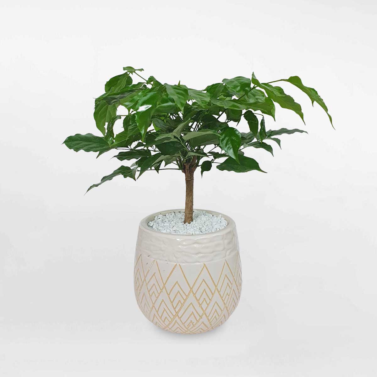 5 cay hanh phuc nho de ban chau su 1