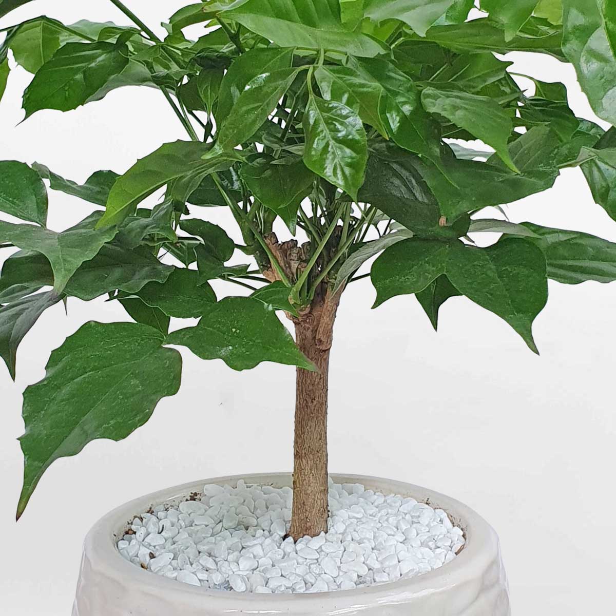 5 cay hanh phuc nho de ban chau su 2