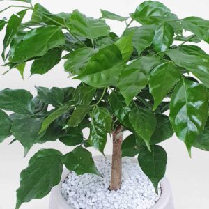 5 cay hanh phuc nho de ban chau su 3