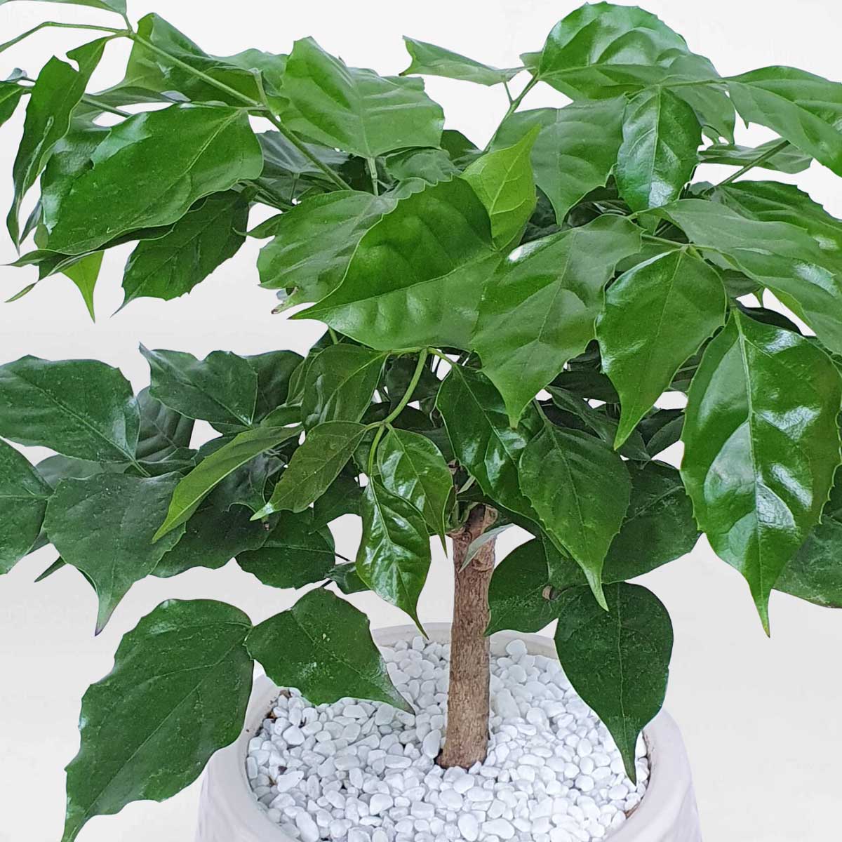 5 cay hanh phuc nho de ban chau su 3