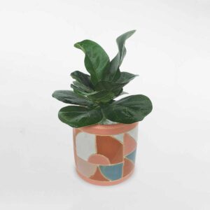 7 cay bang singapore nho de ban chau su 1