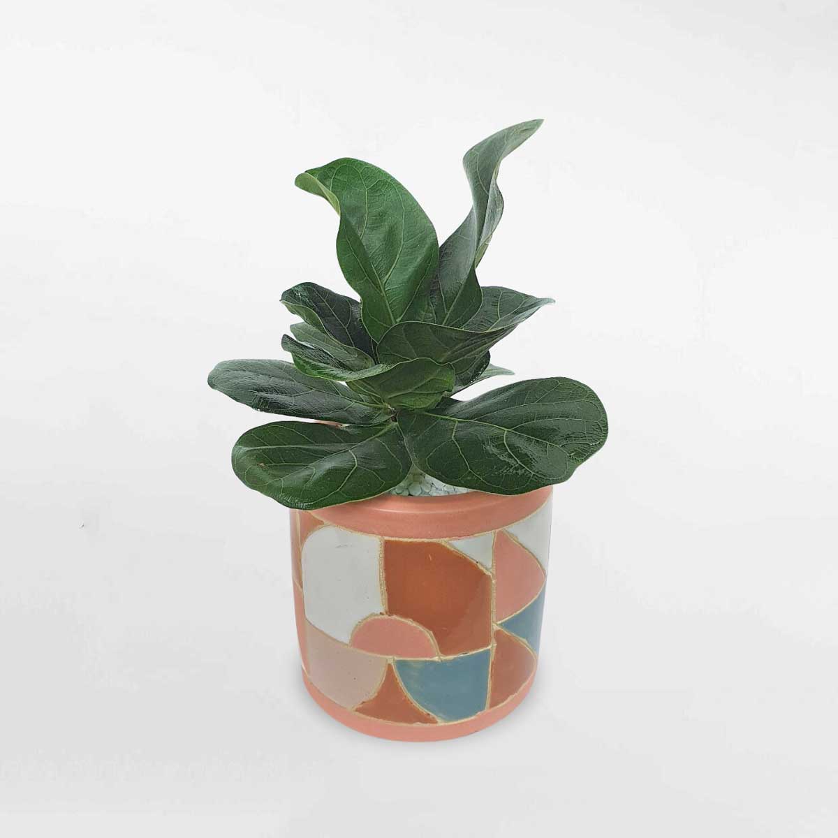 7 cay bang singapore nho de ban chau su 1