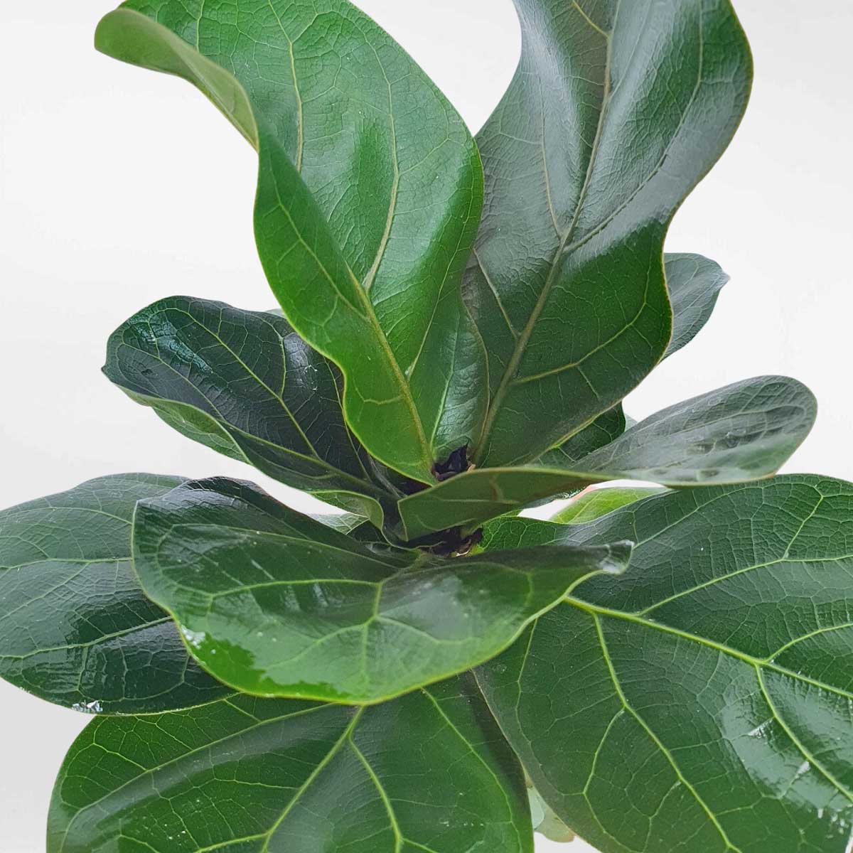 7 cay bang singapore nho de ban chau su 2