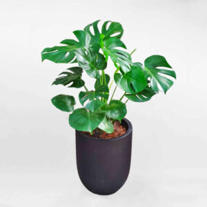 71 cay monstera nam my