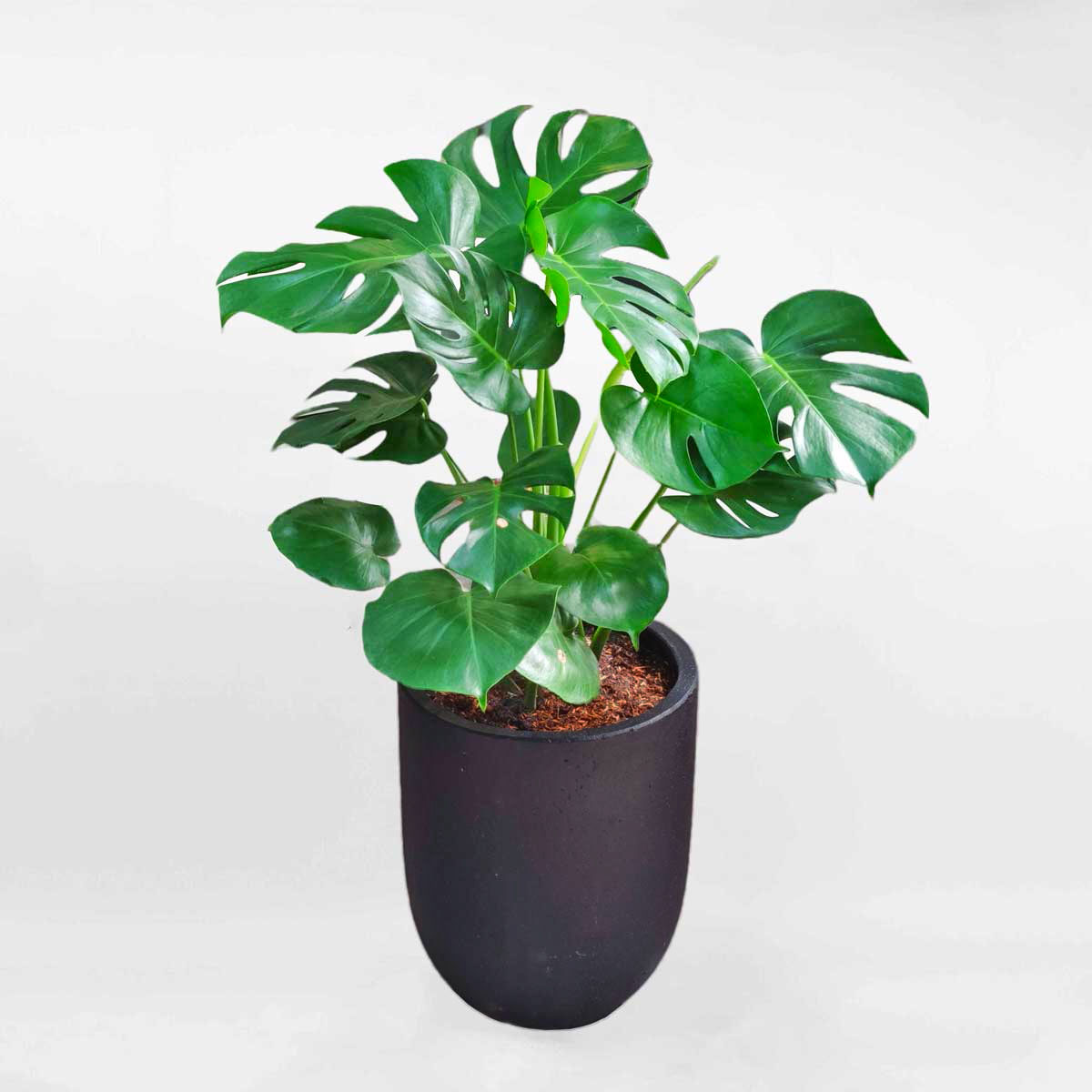 71 cay monstera nam my