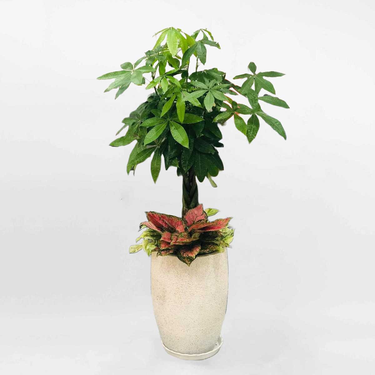 72 cay van phong mix kim ngan bim