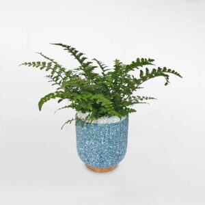 8 cay duong xi nho de ban chau su 1